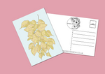 Load image into Gallery viewer, Botanicals Postcard Pack set of 6
